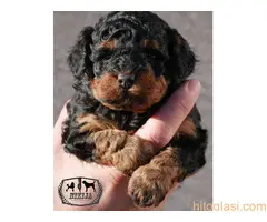 Toy pudla fantom - 5