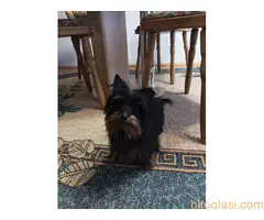 Mužijak jorkija - 2