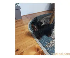 Mužijak jorkija - 3