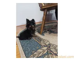 Mužijak jorkija - 4