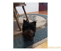 Mužijak jorkija - 5