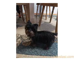 Mužijak jorkija - 6