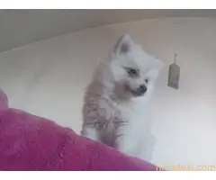 Nemački spic stene - 2