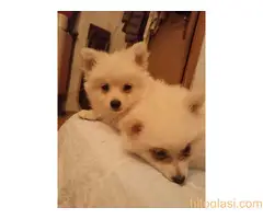 Nemački spic stene - 3