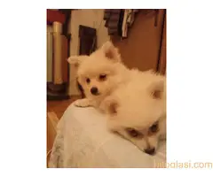 Nemački spic stene - 4