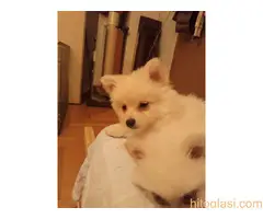 Nemački spic stene - 5