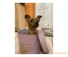 Labrador i patuljasti pinc - 2