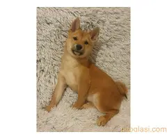 Siba inu VRH stenci - 2