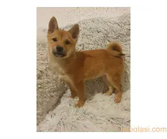 Siba inu VRH stenci - 3