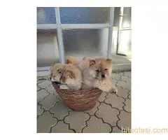 Cau cau stenci - povoljno AKCIJA - 2