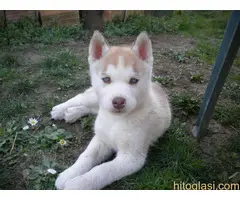 Plavooki sibirski haski - 2