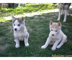 Plavooki sibirski haski - 4