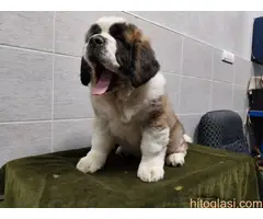 bernardinci izlozbeni primerci - 2