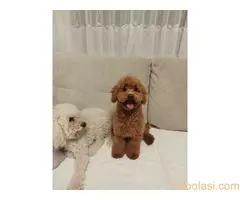 Pudle patuljaste - 3