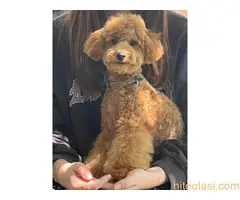 Pudle patuljaste - 4