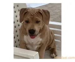 Pitbull lilac muzjak - 2