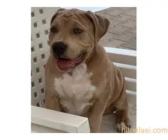 Pitbull lilac muzjak - 3