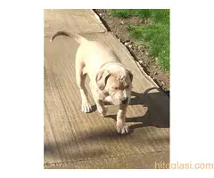 Pitbull lilac muzjak - 4