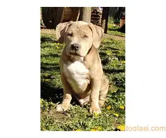 Pitbull lilac muzjak - 5