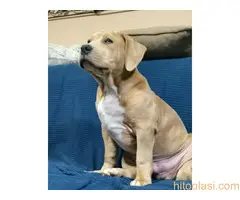 Pitbull lilac muzjak - 7