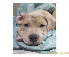 Pitbull lilac muzjak - 8