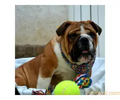 Prvobirano musko stene engleskog buldoga - 2