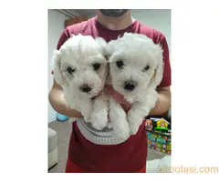 Kovrdžavi bišoni na prodaju - 2