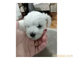 Kovrdžavi bišoni na prodaju - 3