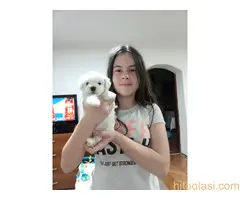 Kovrdžavi bišoni na prodaju - 5