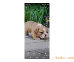 Top zenkice engleskog buldoga - 2