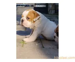 Top zenkice engleskog buldoga - 3