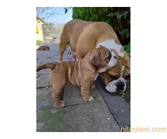 Top zenkice engleskog buldoga - 4