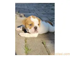 Top zenkice engleskog buldoga - 5