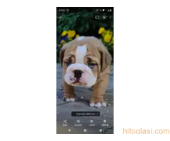 Top zenkice engleskog buldoga - 6