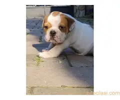 Top zenkice engleskog buldoga - 7