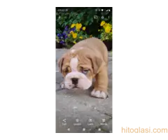 Top zenkice engleskog buldoga - 8