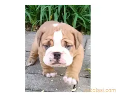 Top zenkice engleskog buldoga - 10