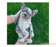 Francuski buldog sivi - 2