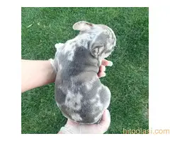 Francuski buldog sivi - 3