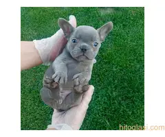 Francuski buldog sivi - 4