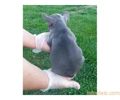 Francuski buldog sivi - 5