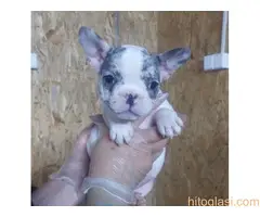 Francuski buldog sivi - 6