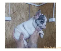 Francuski buldog sivi - 7