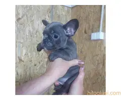 Francuski buldog sivi - 8