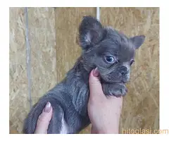 Francuski buldog sivi - 10