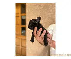 Na prodaju stenci francuskog buldoga ostenjeni 01.03.2024 - 2