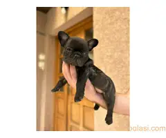 Na prodaju stenci francuskog buldoga ostenjeni 01.03.2024 - 3