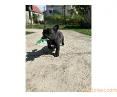 Na prodaju stenci francuskog buldoga ostenjeni 01.03.2024 - 5