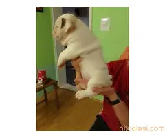 Štenci engleskog buldoga - 3