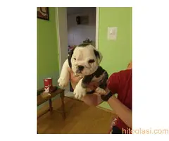 Štenci engleskog buldoga - 5